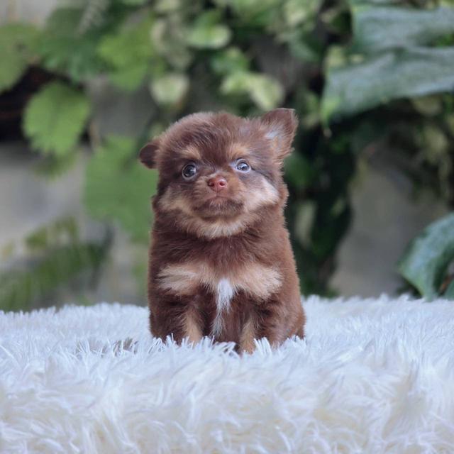 ชิวาวาแท้ ขนยาวสีช็อค ผู้ 5