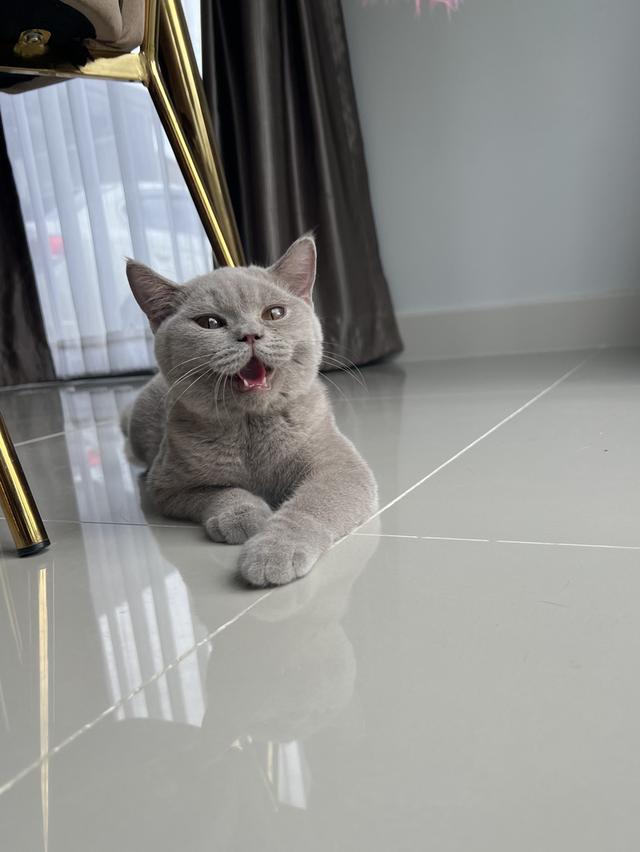 แมว บริติช เพศเมีย 8