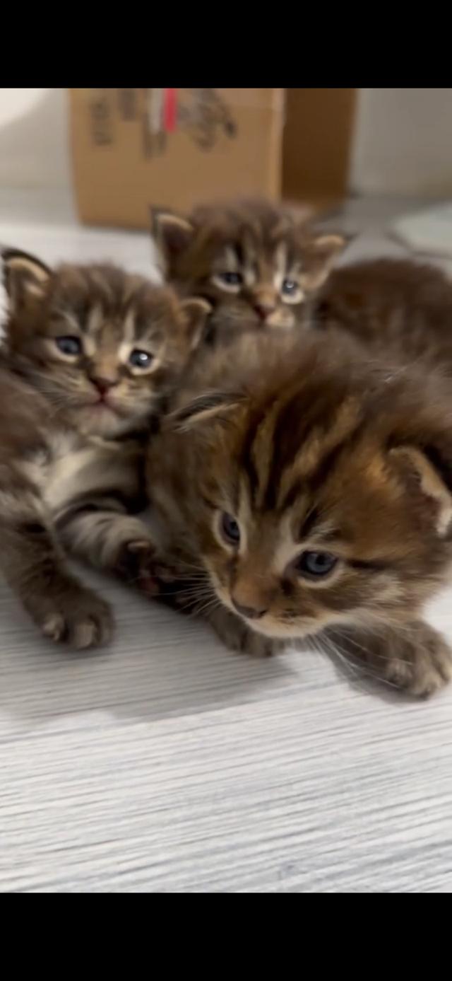 ลูกแมวเมนคูน พร้อมส่ง รูปที่ 2