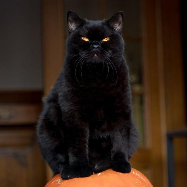 แมว อเมริกัน ชอร์ตแฮร์ สีดำ ตาเหลือ