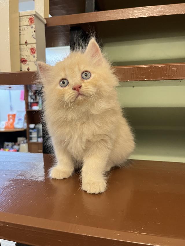 น้องแมวเปอเซีย สีส้มสีครีม 🔥🔥🙏 รูปที่ 13