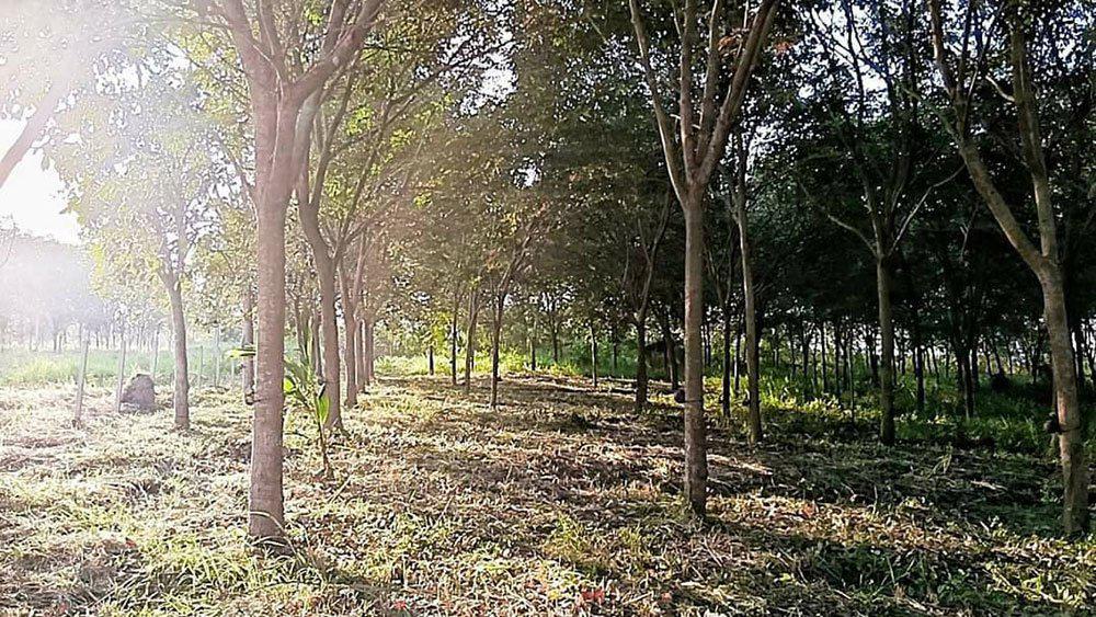 ขายที่ดินพร้อมสวนยางพาราพร้อมกรีด ที่สวย ราคาถูก ประจวบคีรีขันธ์ สนใจโทร 062 514 2291 6