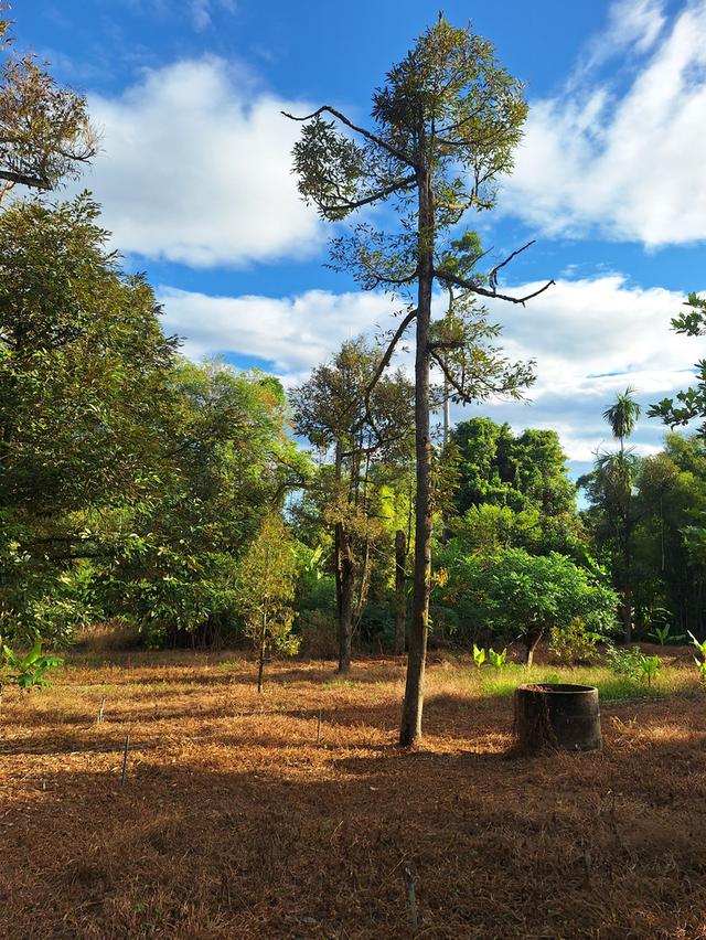 สวนทุเรียนแปลงเล็กระยอง 5