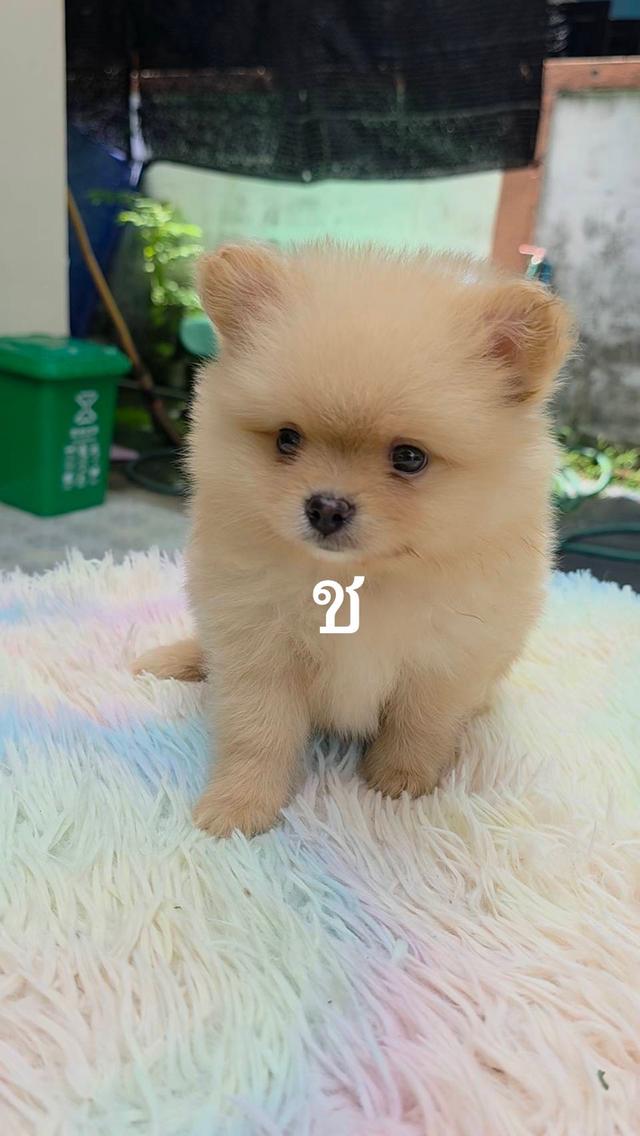 ขายลูกสุนัขปอมเมอเรเนียน 2