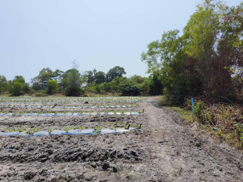 ที่ดิน 12 ไร่ 3 งาน ใกล้หาดบ่ออิฐ ติดถนนสายหลัก สายรอง 8