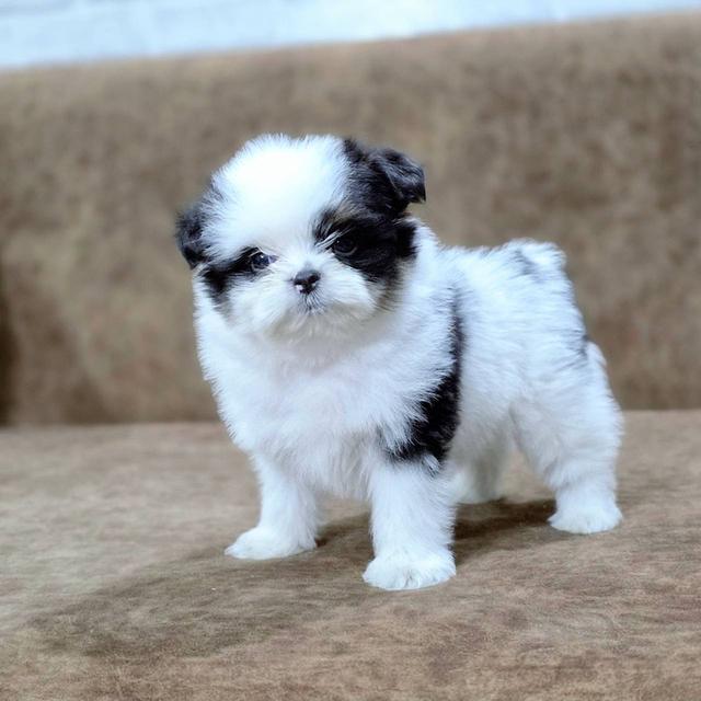 ชิสุผสมพุดเดิ้ล พิกัดรามอินทรา 7