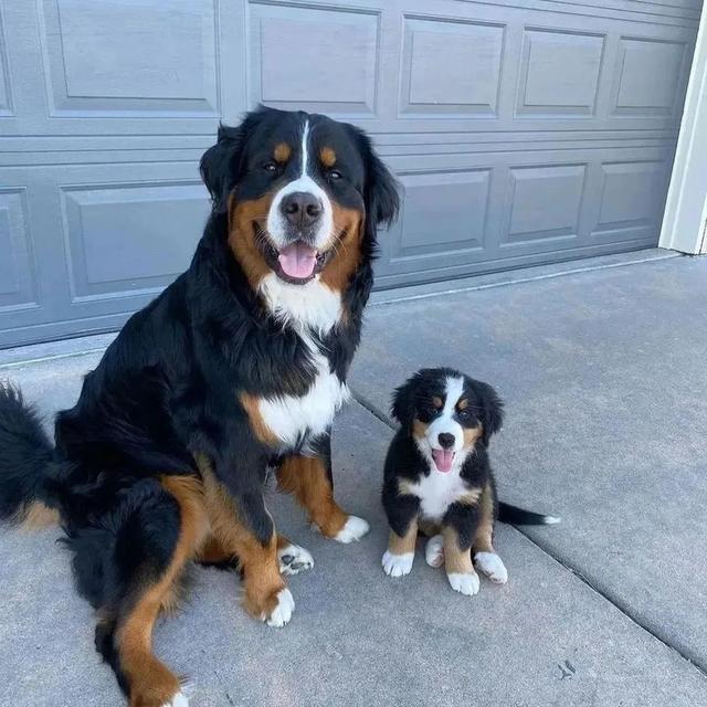Bernese Mountain Puppies  WhatsApp me : +66 63 826 3042