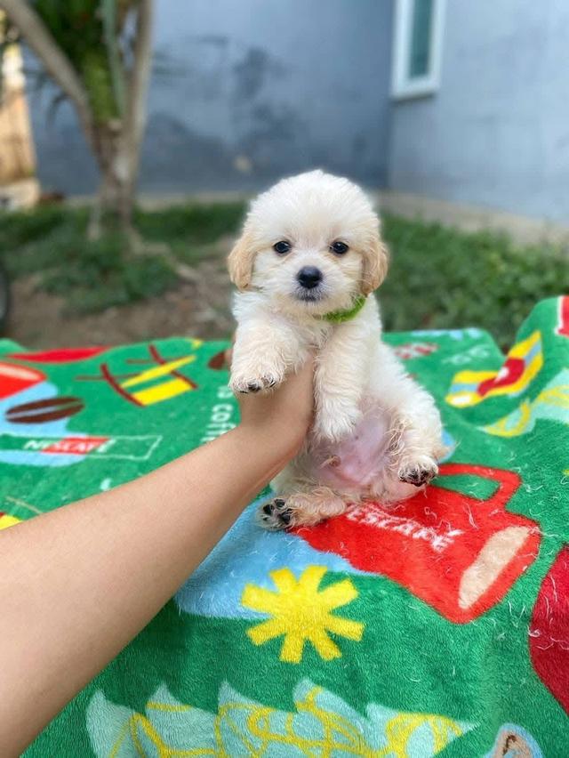 น้องหมาหน้าตุ๊กตา ขนฟู สีครีม รูปที่ 2