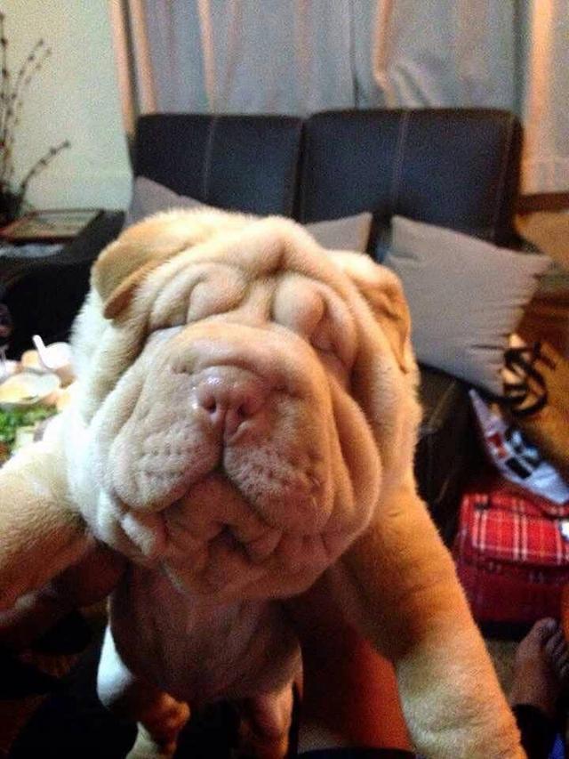 ลูกสุนัข Shar Pei หาผู้ปกครอง 4