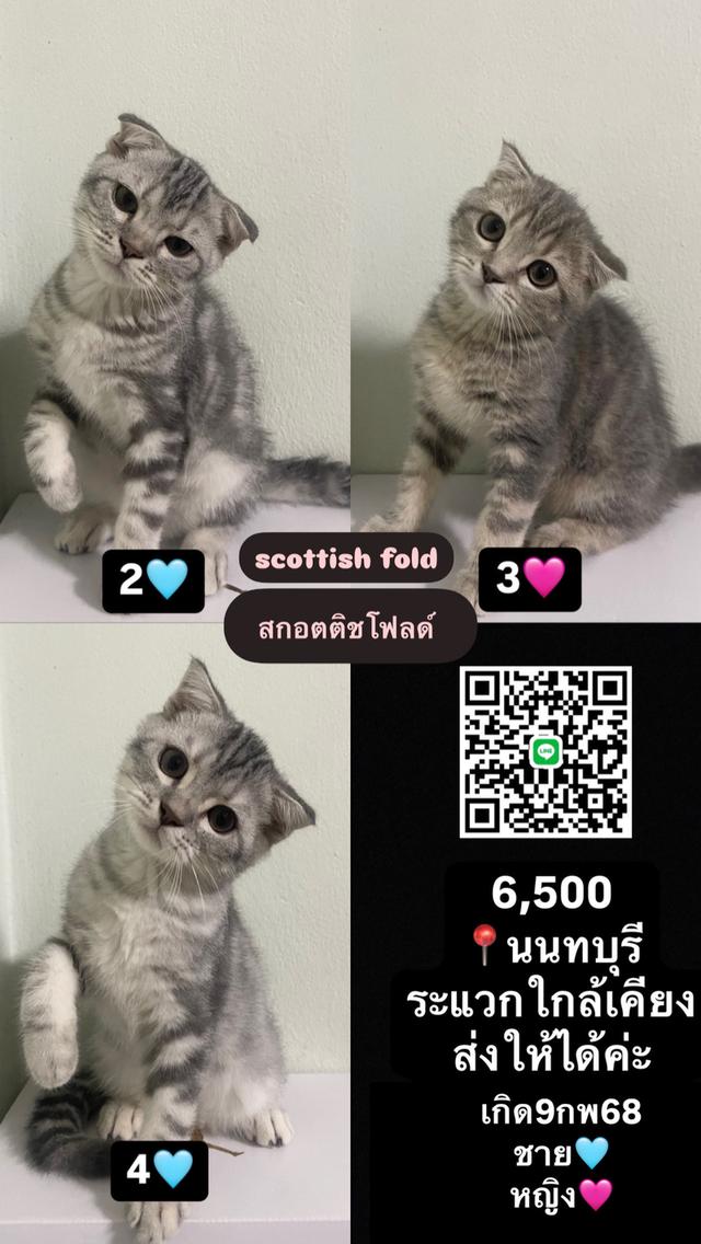 แมว Scottish Fold 