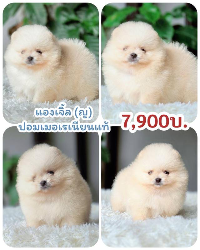 ปอมเมอเรเนียนแท้ เพศเมีย พร้อมย้ายบ้าน