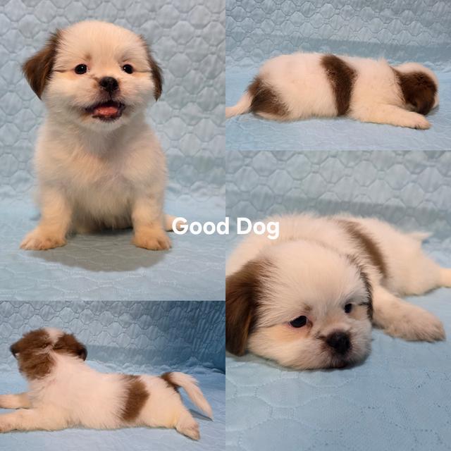 ลูกสุนัขชิสุแท้ (Good Dog)