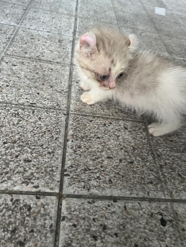 แมวอเมริกันเคิร์ล ขาสั้น 4