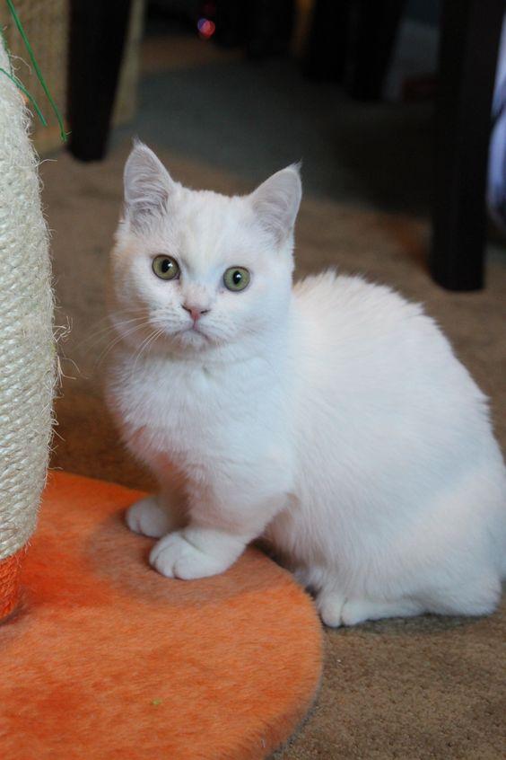 น้องแมว พันธุ์ มั้นช์กิ้น ตัวสีขาว
