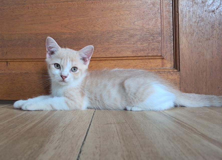 แมว Scottish fold แท้   3