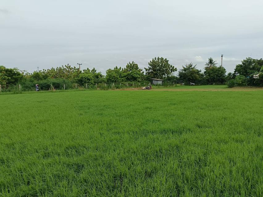 ขายที่ดิน 110 ตร.วา 199,000บาท อ.ดอนตูม จ.นครปฐม 1