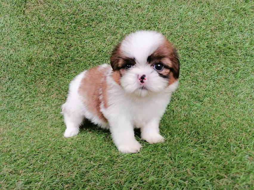 ชิสุห์เเท้ พร้อมย้าย 10