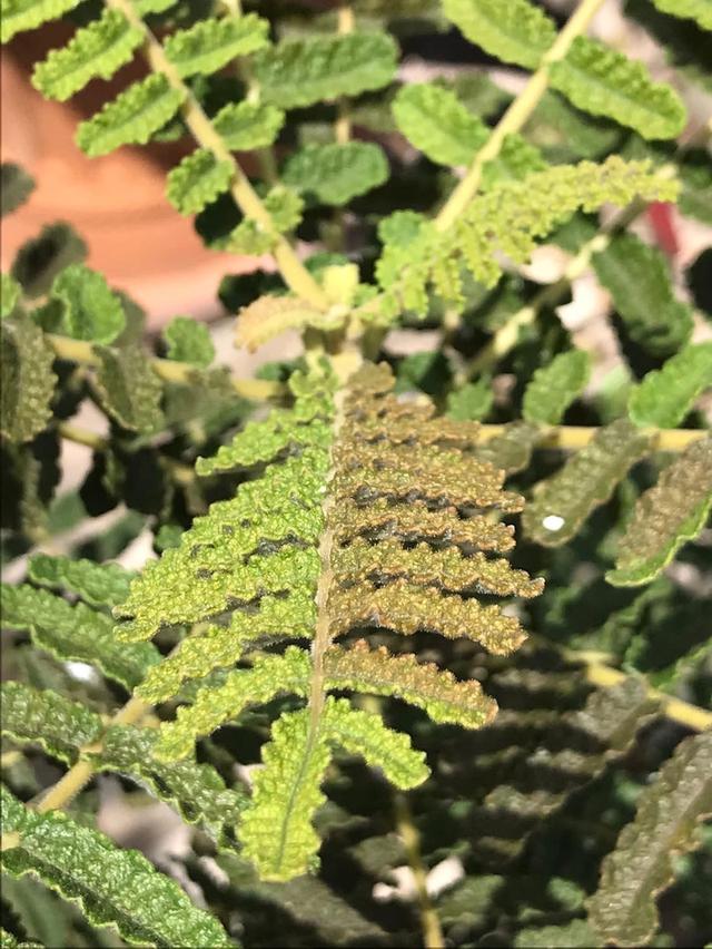 ไม้ยางหอม Boswellia bullata 6