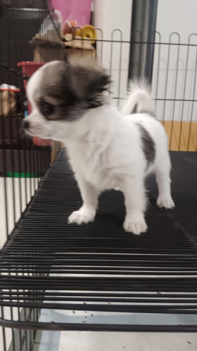 ชิวาวาเพศเมีย ขนสองชั้น รูปย่อยที่ 2