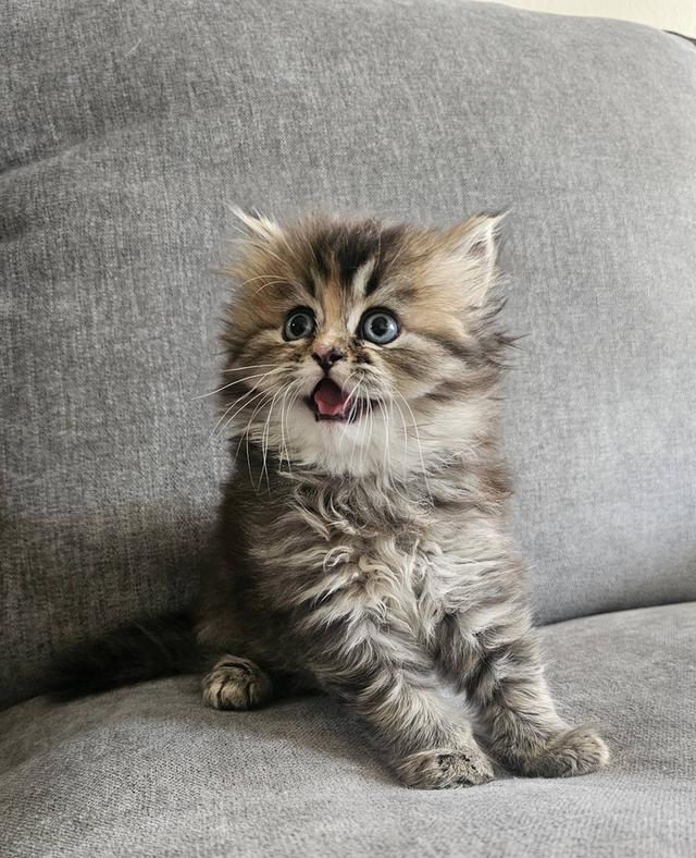 สก็อตติชโฟลด์ ฟูฟูจัง