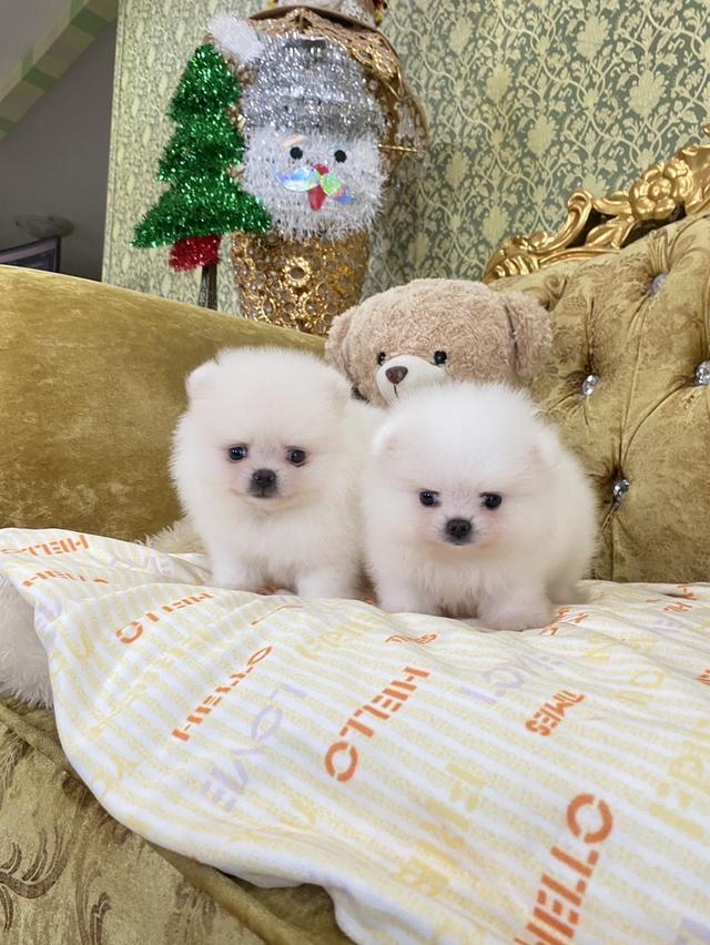 ลูกปอมปอมแท้ น่ารัก อ้วนกลมหมี