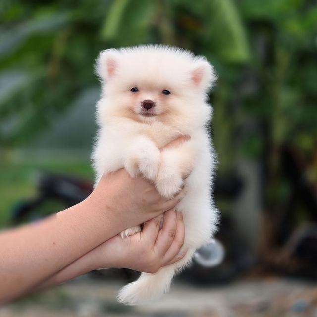 ปอมเมอเรเนียนแท้หนุ่มน้อยน่ารักวัคซีนแล้วมีส่งเก็บปลายทาง