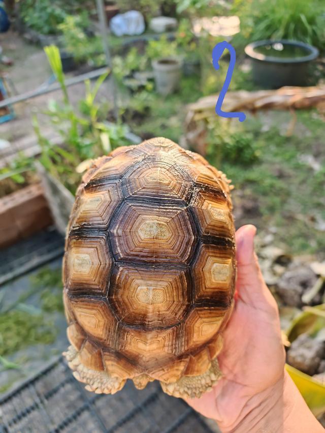 ยกเต่า 6'8' ปทุมธานี รูปที่ 3