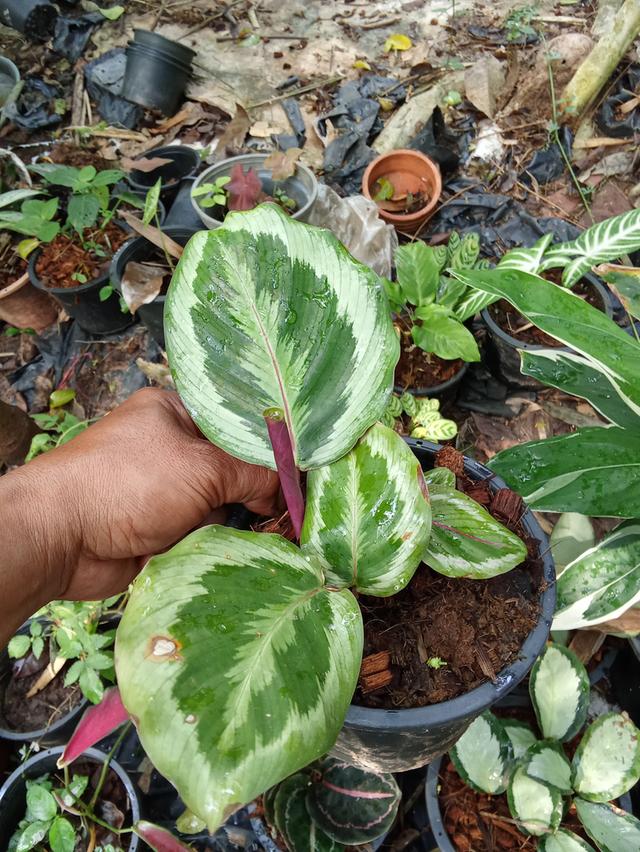 ต้นไม้  ไม้ดอกไม้ประดับ รูปที่ 10