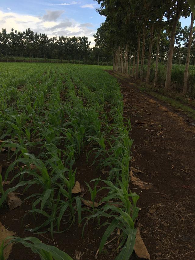 ขายที่ดินโฉนด เขาใหญ่ ใกล้ถนนลาดยาง วิวสวย 10 ไร่ 2 งาน ต.คลองม่วง อ.ปากช่อง จ.นครราชสีมา 5