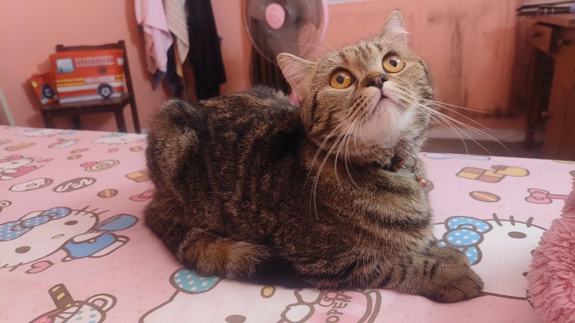 Scottishลายสลิดน่ารักมาก 3