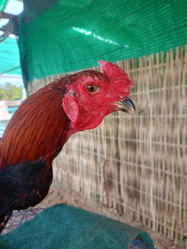 ไก่ชน 2