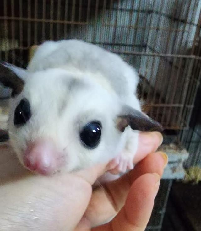 Sugar Glider วัย 3 เดือน 2