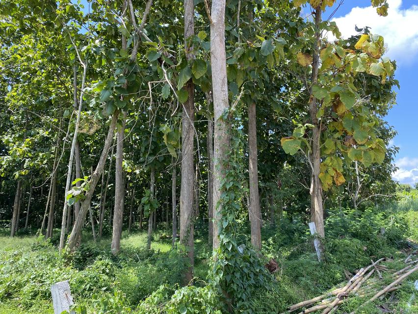 ที่ดินใกล้เส้นทางรถไฟความเร็วสูงสายใหม่เด่นชัยเชียงของพร้อมต้นสักอายุ 15-20 ปี 6