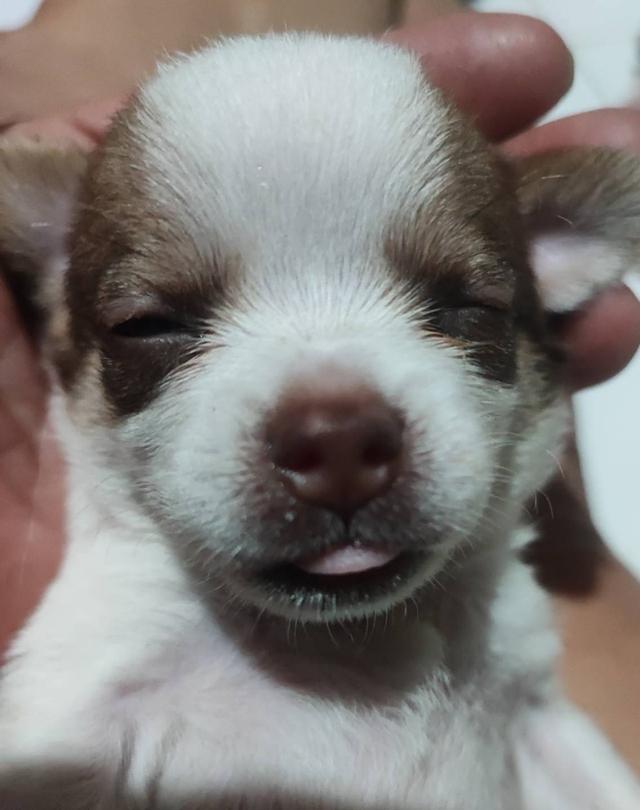 ขายลูกสุนัขชิวาวา (เลี้ยงบ้าน) รูปที่ 14