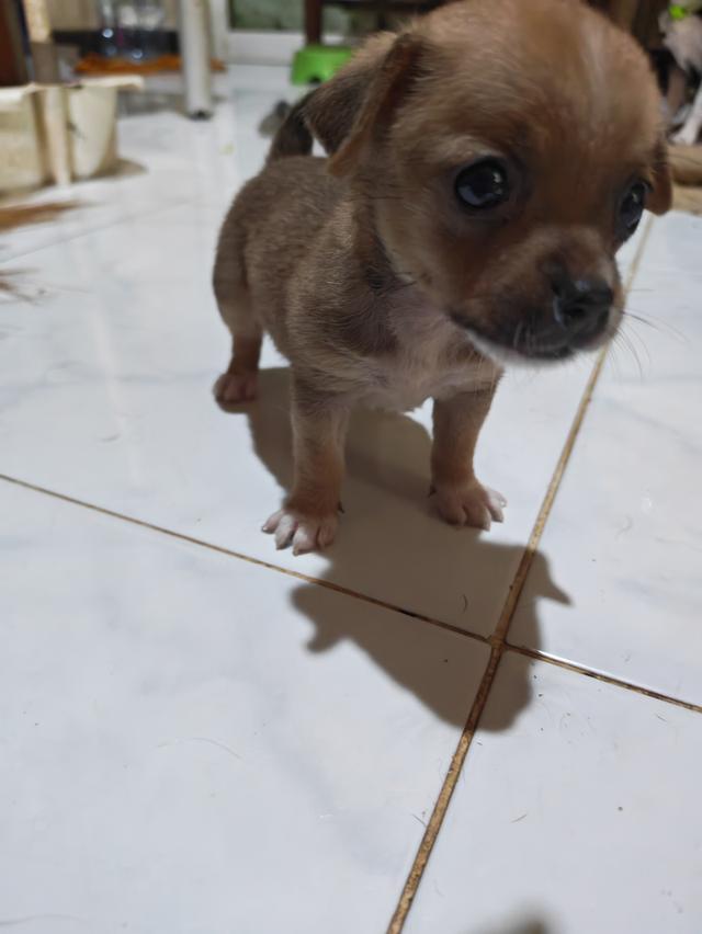 ขายลูกชิวาวา ผู้หญิง พร้อมย้ายบ้าน 5