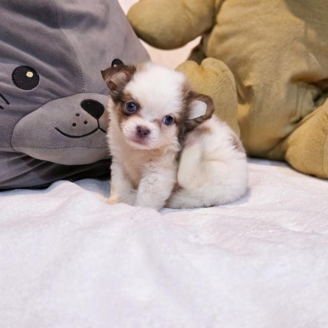 Chihuahuaขนยาวหนุ่มหล่อน้องพ๊อตเตอร์ 7