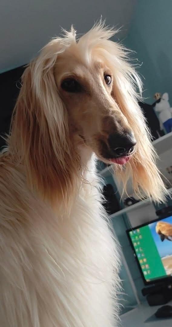 ขาย สุนัข อัฟกัน ฮาวด์ [Afghan Hound] แท้ 2