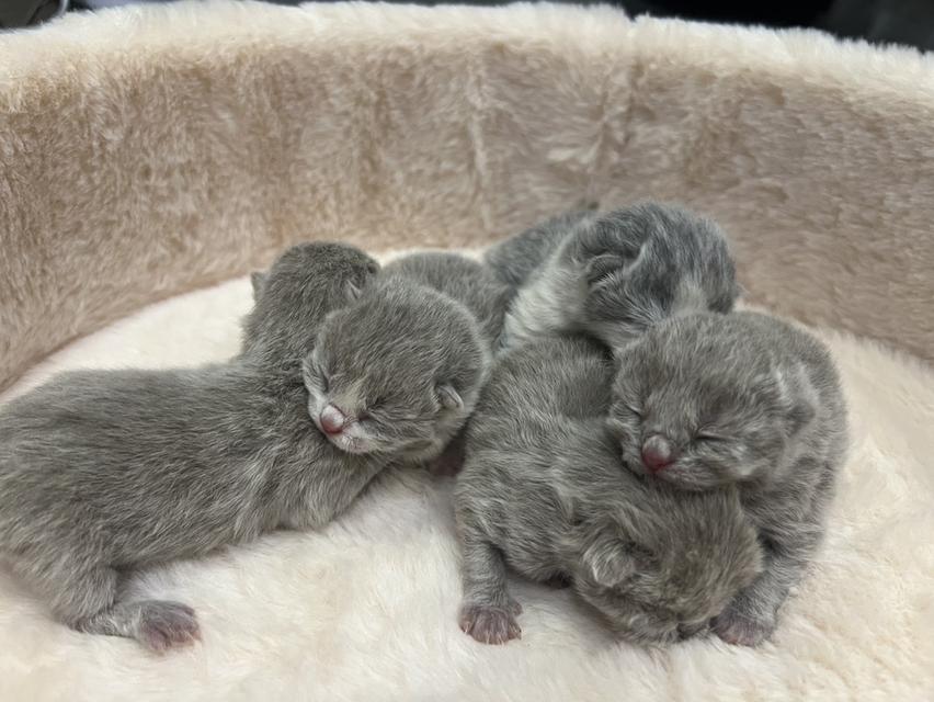 เเมวบริติชช๊อตแฮ ร์British Shorthair รูปที่ 7