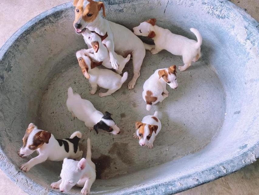 Jack Russell Terrier Puppies | WhatsApp me : +66 63 826 3042 รูปที่ 2