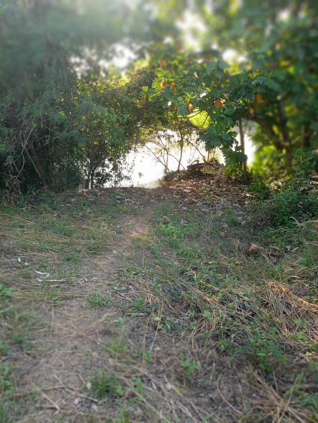 ที่ดินอยู่ใกล้ตลาดใหญ่ เป็นที่เนินเขาติดฝายน้ำเป็นสวนลำไยแบ่งขาย 32 ไร่ 4