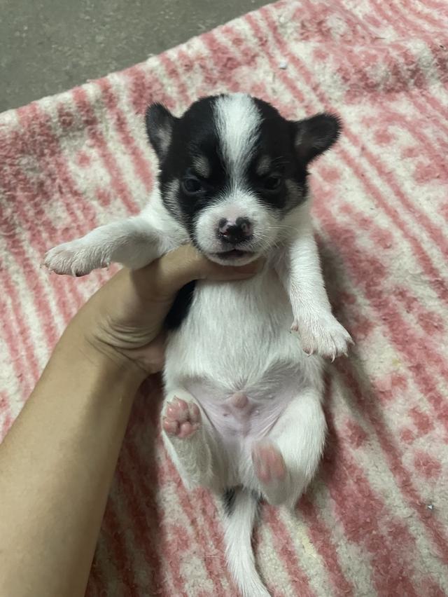 หมาชิวาวา น้องน้องน่ารักหน้าเอ็นดูมากมาก รูปที่ 4