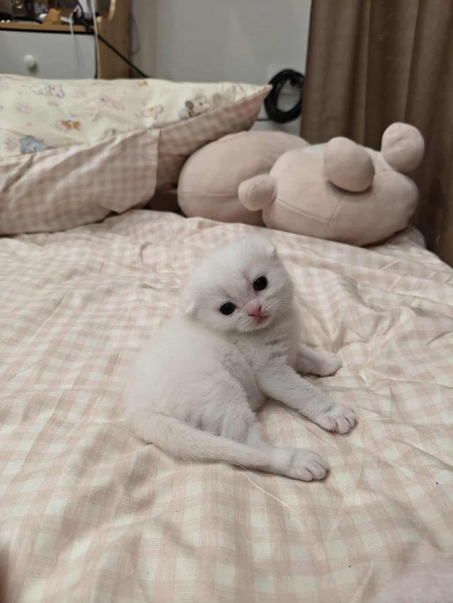 ดญ.มันซ์กิ้นผสมสก็อตติช รูปที่ 4