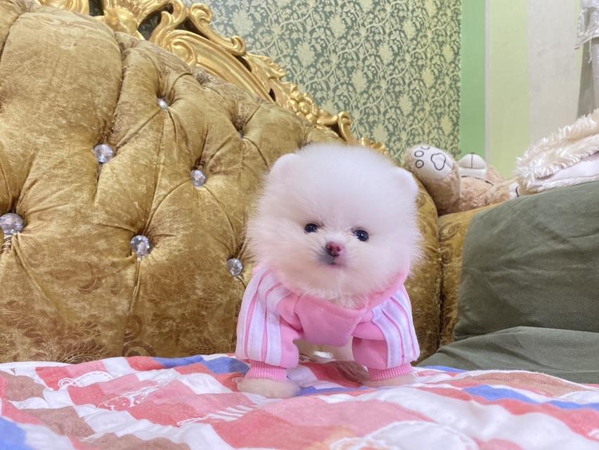 สุนัขปอมเมอเรเนียนแท้  5