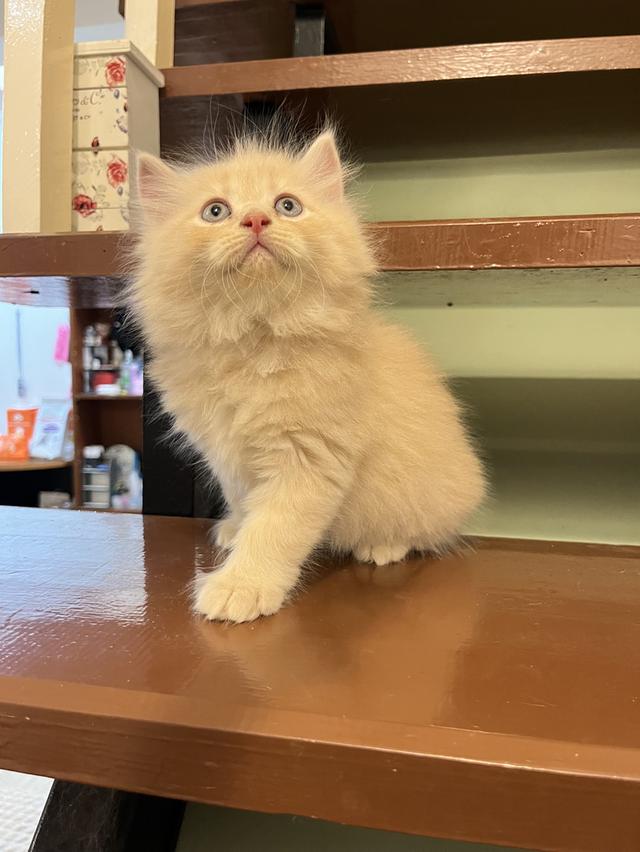 น้องแมวเปอเซีย สีส้มสีครีม 🔥🔥🙏 รูปที่ 3