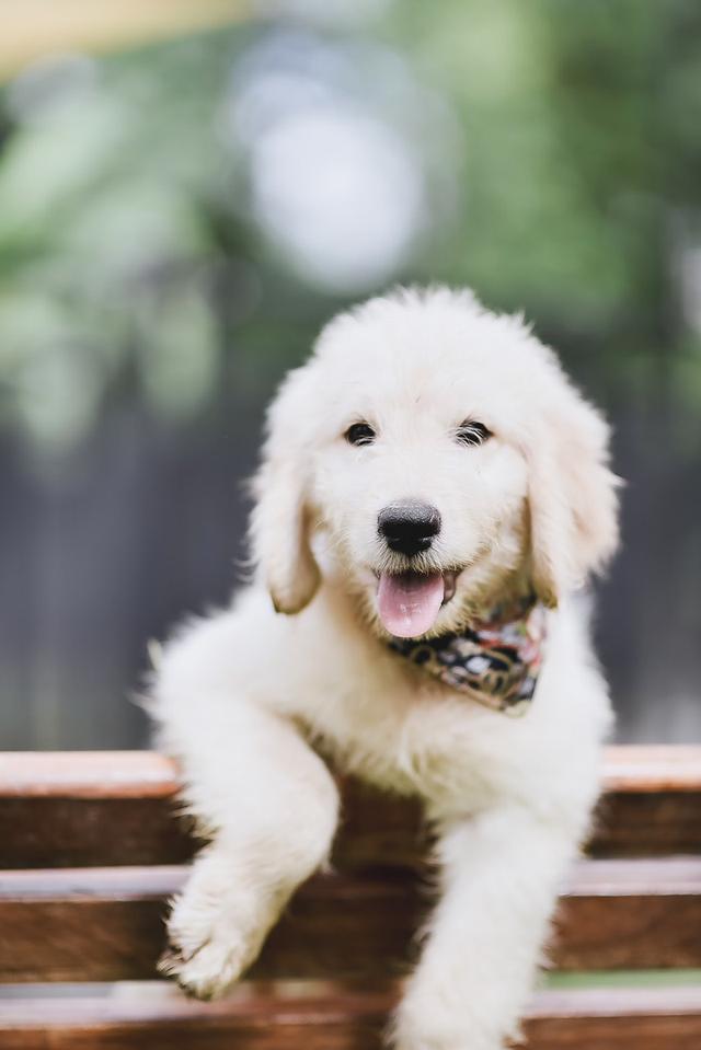 Golden Doodle(Male Dog) 2