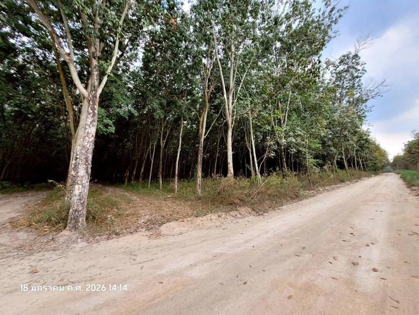 🔥 ขายที่ดินสวนยาง แปลงสี่เหลี่ยมสวย ปลวกแดง ระยอง ทำเลทอง EEC ใกล้นิคมฯ เหมาะเก็งกำไรหรือทำจัดสรร 🔥 9