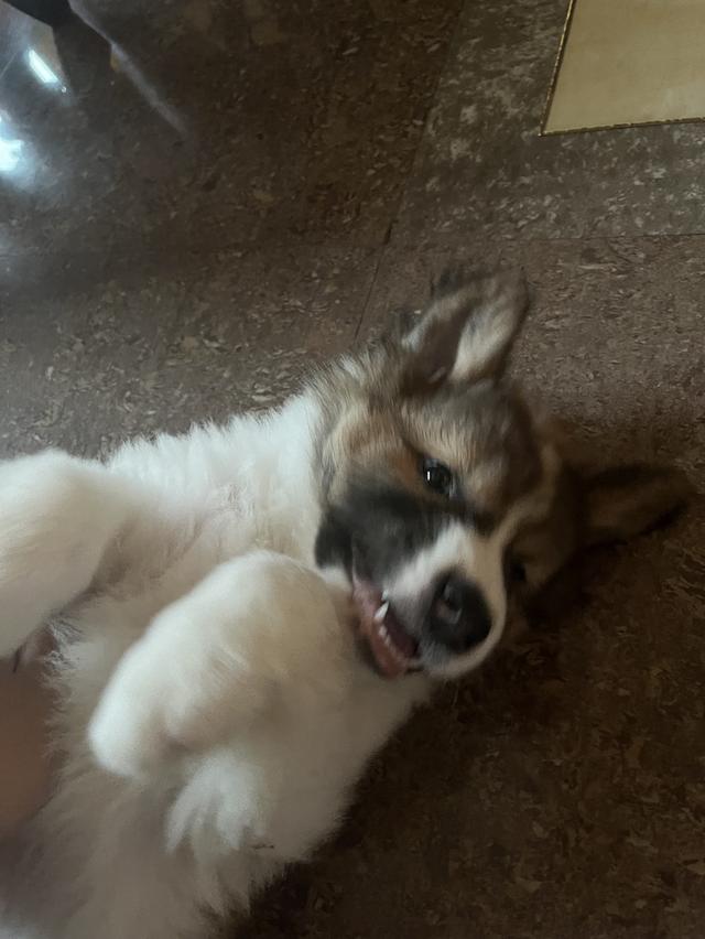 ลูกสุนัขบางแก้ว