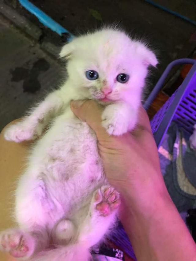 ลูกแมวสายพันธุ์ Scottish Fold 3