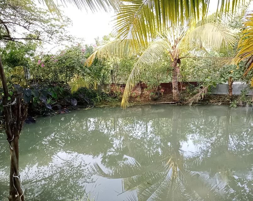 ขายสวนมะม่วงพร้อมบ้านราคา2400000บาท 6