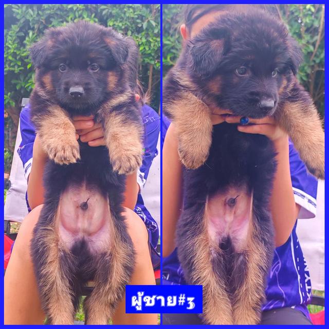 ลูกสุนัขเยอรมันเชพเพิร์ดแท้ รูปย่อยที่ 3